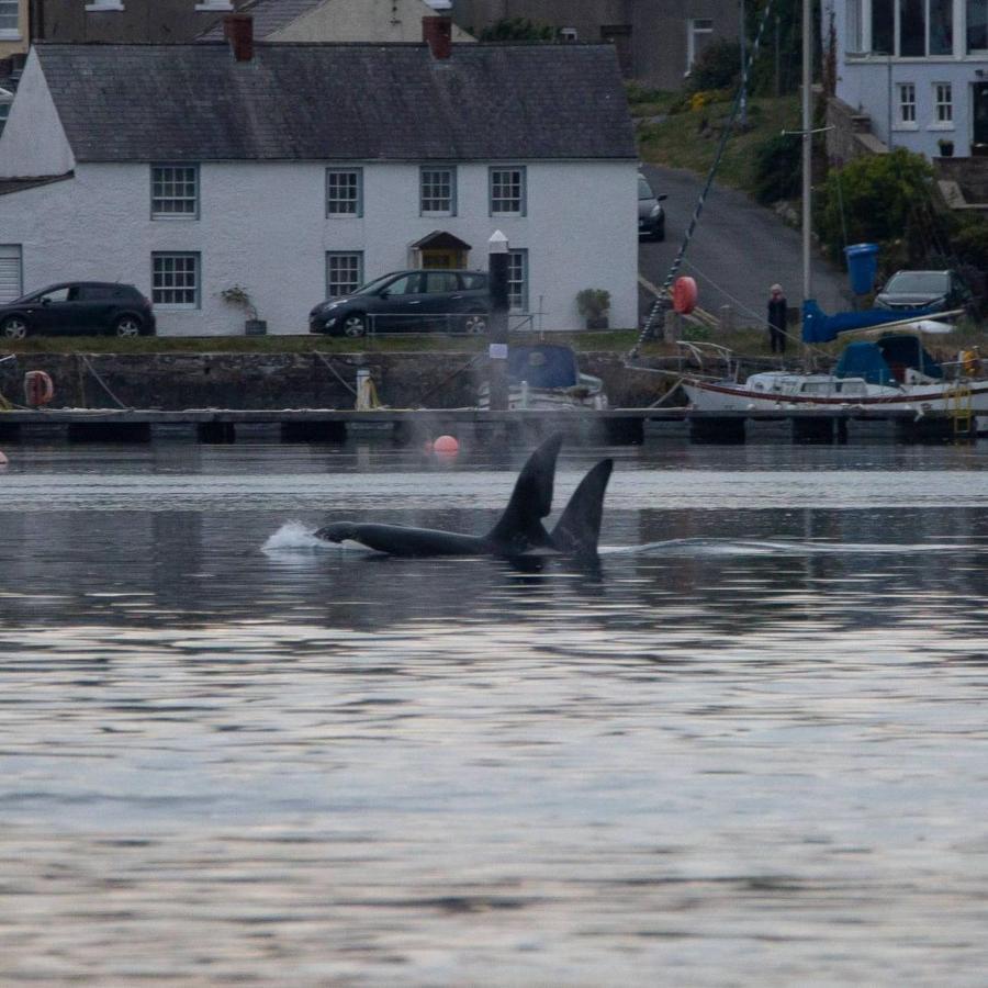Rock Quay Appartement Killyleagh Buitenkant foto